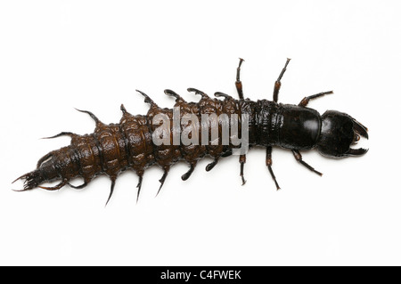 Hellgrammite.  Die Larven Form von einer dobsonfly Stockfoto