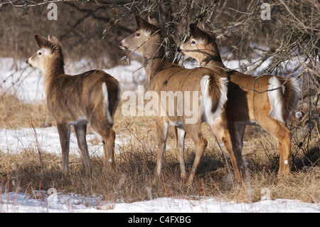 drei whitetailed Hirsch Whitetail Deer an einem sonnigen Tag im Winter auf der linken Doe Suche Reifen Rotwild Kitze Stockfoto