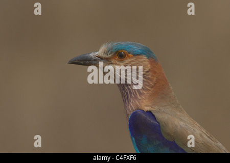 Indian Roller (Coracias Feige), auch bekannt als Blue Jay, Porträt von Kanha National Park, Madhya Pradesh, Indien Stockfoto