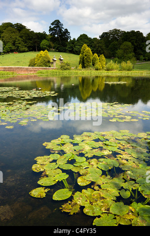 Seerosen auf Kirche bündeln See, Staunton Harold, Ashby De La Zouch, Leicestershire, England, UK Stockfoto