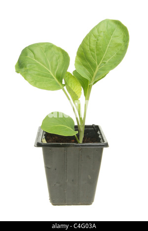 Sämling Kohl Werk in einem schwarzen Plastiktopf isoliert gegen weiß Stockfoto