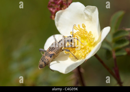 Black spotted Longhorn Beetle, Rhagium Mordax ernähren sich von Pollen, Arnside Knott, UK Stockfoto