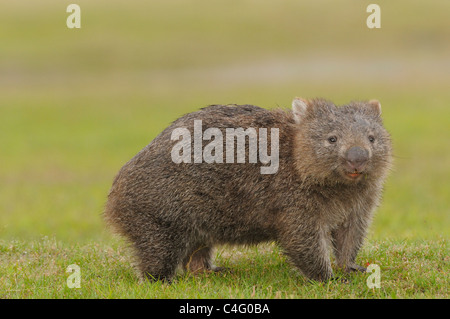Gemeinsamen Wombat Vombatus Ursinus fotografiert in Tasmanien, Australien Stockfoto