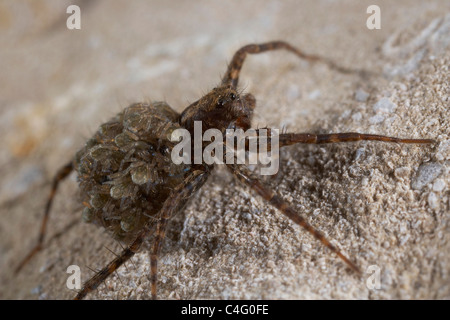 Weibliche Wolfspinne geschlüpft Pardosa Amentata trägt sie neu jungen auf dem Rücken, Nichols Moss, Cumbria, UK Stockfoto