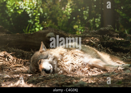 der Wolf im ZOO Chomutov - Tschechien Stockfoto