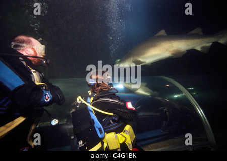 Taucher im Aquarium bei Deep Sea World zusehen, wie ein Sand Tigerhai (Carcharias Taurus) über die Beobachtung Tunnel verläuft. Stockfoto