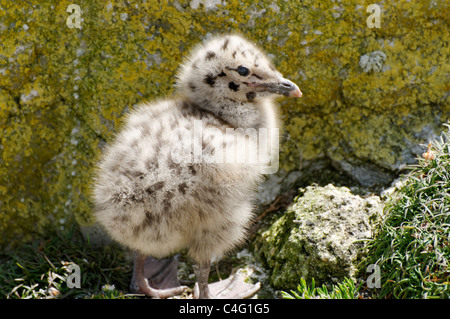 Eine Silbermöwe Küken. Stockfoto