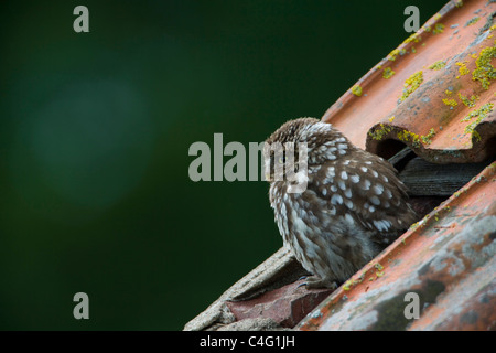 Kleine Eule auf dem Dach eines verlassenen Gebäudes. Stockfoto