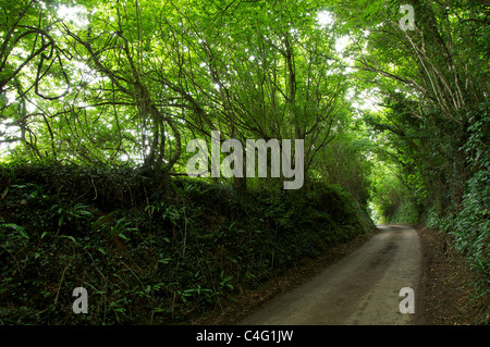 Eine schmale, kurvenreiche englische Landstraße, gesäumt von grünen, schattigen überhängenden Bäumen in Dorset. England, Vereinigtes Königreich. Stockfoto
