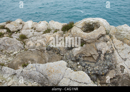 Der versteinerte Wald, Lulworth Cove, Dorset. Den Ring Formen sind die fossilen Überreste von Algen, die den alten Bäumen umgeben. Jurassic Coast, England. Stockfoto