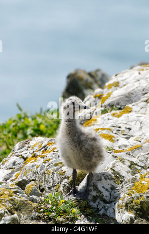 Eine Silbermöwe Küken. Stockfoto