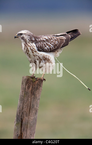 Mäusebussard (Buteo Buteo), gehockt Zaunpfahl, mit weißen phasenweise Gefieder, Ausscheiden, Niedersachsen, Deutschland Stockfoto