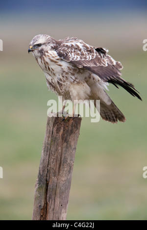 Mäusebussard (Buteo Buteo), Zaunpfahl, mit weißen gehockt schrittweise Gefieder, Niedersachsen, Deutschland Stockfoto