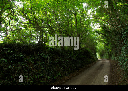 Eine schmale, kurvenreiche englische Landstraße, gesäumt von grünen, schattigen überhängenden Bäumen in Dorset. England, Vereinigtes Königreich. Stockfoto