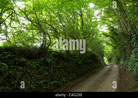 Eine schmale, kurvenreiche englische Landstraße, gesäumt von grünen, schattigen überhängenden Bäumen in Dorset. England, Vereinigtes Königreich. Stockfoto
