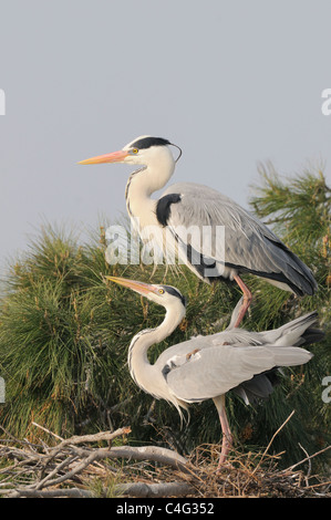 Grey Heron Ardea Cinerea Erwachsene Paarung fotografiert in der Camargue, Frankreich Stockfoto