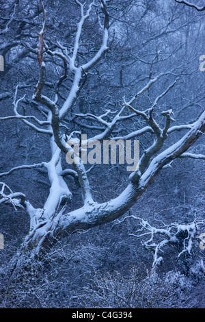 Schnee auf den Bäumen am Cadbury Castle, Somerset, England Stockfoto