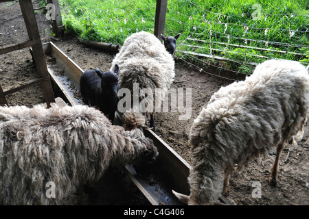 Schafe mit schwarzen Lamm in der Fütterung Fach Fütterung Stockfoto