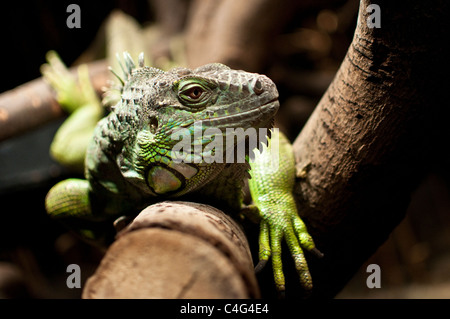 Leguan auf einem Ast II Stockfoto