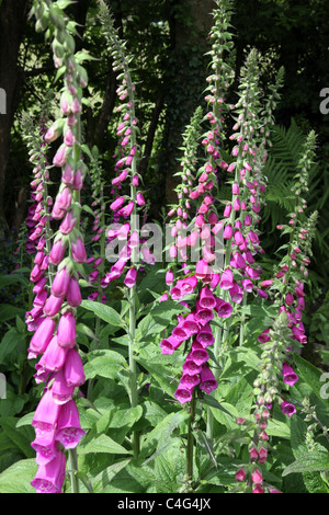 selbst gesetzte Fingerhut wächst wild in einem irischen Wald Garten Stockfoto