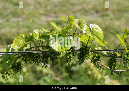 Schwarz-Zaunrübe, Tamus Communis, Dioscoreaceae. Stockfoto