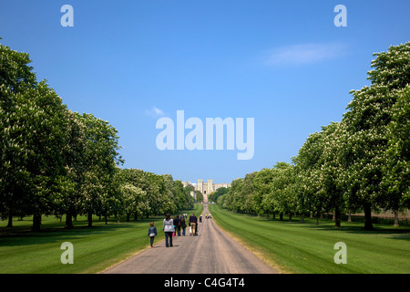 Kastanien im Sommer über die lange gehen Windsor Great Park Berkshire England UK Großbritannien GB Europas Stockfoto