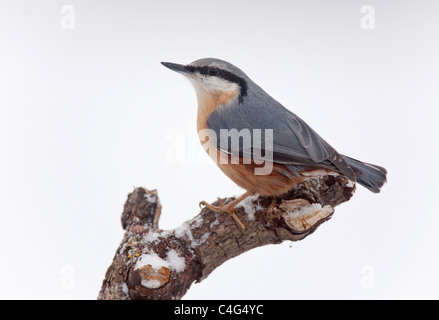 Eurasische Kleiber auf AST / Sitta Europaea Stockfoto