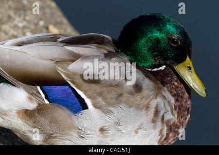 Stockente Anas Platyrhynchos (Anatidae) Closeup Stockfoto