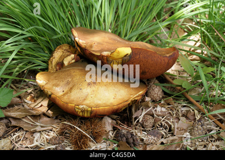 Reißerische Bolete, Boletus Luridus, Boletaceae. Wächst unter einer Edelkastanie und in der Nähe von Pine Trees, Bracknell Forest Berksh Stockfoto