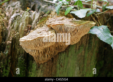 Eiche Mazegill, Daedalea Quercina, Fomitopsidaceae. Wächst auf einer alten Eiche stumpf. Stockfoto