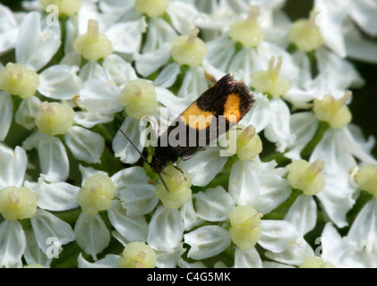 Tortrix Micro-Motte, Pammene Aurana, Tortricidae, Lepidoptera. Auf Bärenklau. Stockfoto