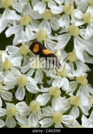 Tortrix Micro-Motte, Pammene Aurana, Tortricidae, Lepidoptera. Auf Bärenklau. Stockfoto