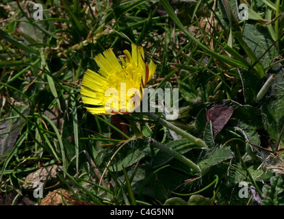 Hornkraut Habichtskraut, Gruppe Officinarum, Asteraceae. Dunstable Downs, Juni. Stockfoto