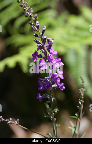 Lila Leinkraut, Linaria Purpurea, Wegerichgewächse. Stockfoto