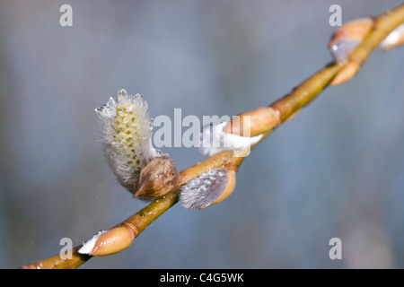 Ziege Weide Salix Caprea männliche Blüten Stockfoto