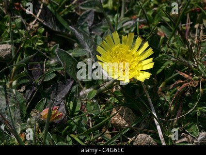 Hornkraut Habichtskraut, Gruppe Officinarum, Asteraceae. Dunstable Downs, Juni. Stockfoto