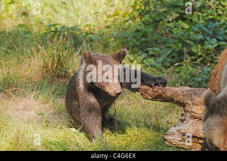 Braunbär - Cub auf Wiese / Ursus Arctos Stockfoto