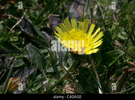 Hornkraut Habichtskraut, Gruppe Officinarum, Asteraceae. Dunstable Downs, Juni. Stockfoto