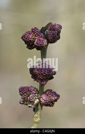 Gemeinsame oder europäischer Esche, Fraxinus Excelsior Blumen nur allmählich Stockfoto