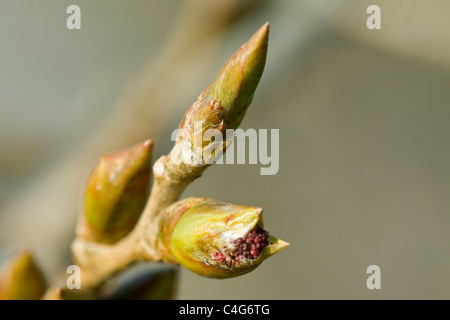 Schwarz-Pappel Hybrid Populus Nigra x Deltamuskel (p. X Canadensis) Blatt schießt Stockfoto