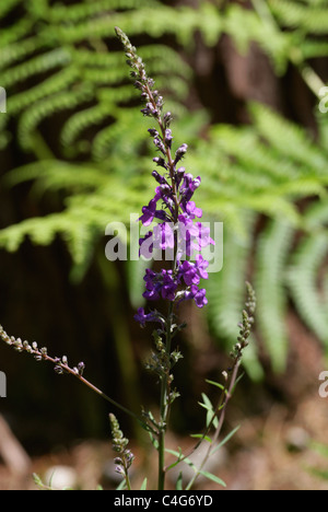 Lila Leinkraut, Linaria Purpurea, Wegerichgewächse. Stockfoto