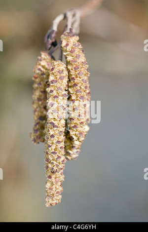 Gemeinsamen Erle Alnus Glutinosa männlichen Blüten oder Kätzchen Stockfoto