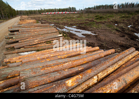 Kiefer (Pinus sylvestris) und eine klare - Bereich schneiden, Personenzug im Hintergrund Finnland anmelden Stockfoto