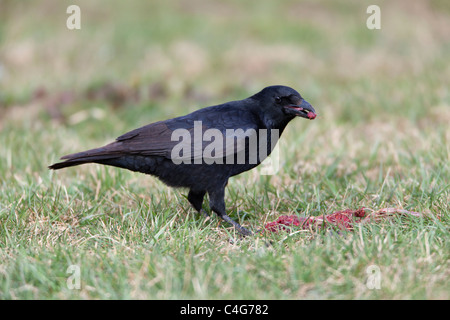 AAS-Krähe (Corvus Corone), auf Wiese, ernähren sich von AAS, Niedersachsen, Deutschland Stockfoto