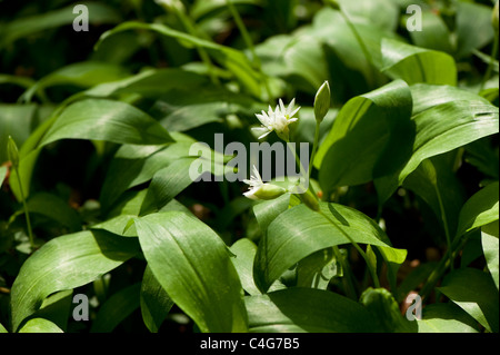 Bärlauch, Allium ursinum Stockfoto