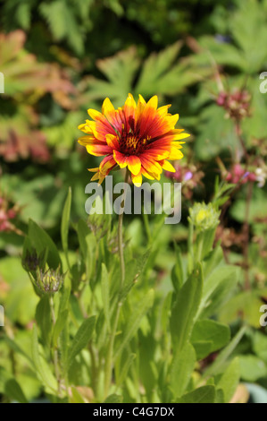 Große und reiche rot / gelbe Blume von Gaillardia Burdunder 'Decke Blume' Stockfoto