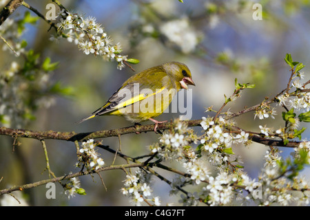 Grünfink (Zuchtjahr Chloris), thront auf Blackthorn Zweig, Niedersachsen, Deutschland Stockfoto