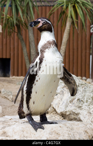 Ein Humboldt-Pinguin Spheniscus humboldti Stockfoto
