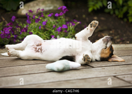 Jack Russell Terrier Hund - Welpe - liegend Stockfoto