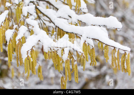 Hazel Tree (Corylus Avella), Kätzchen, schneebedeckt, Niedersachsen, Deutschland Stockfoto